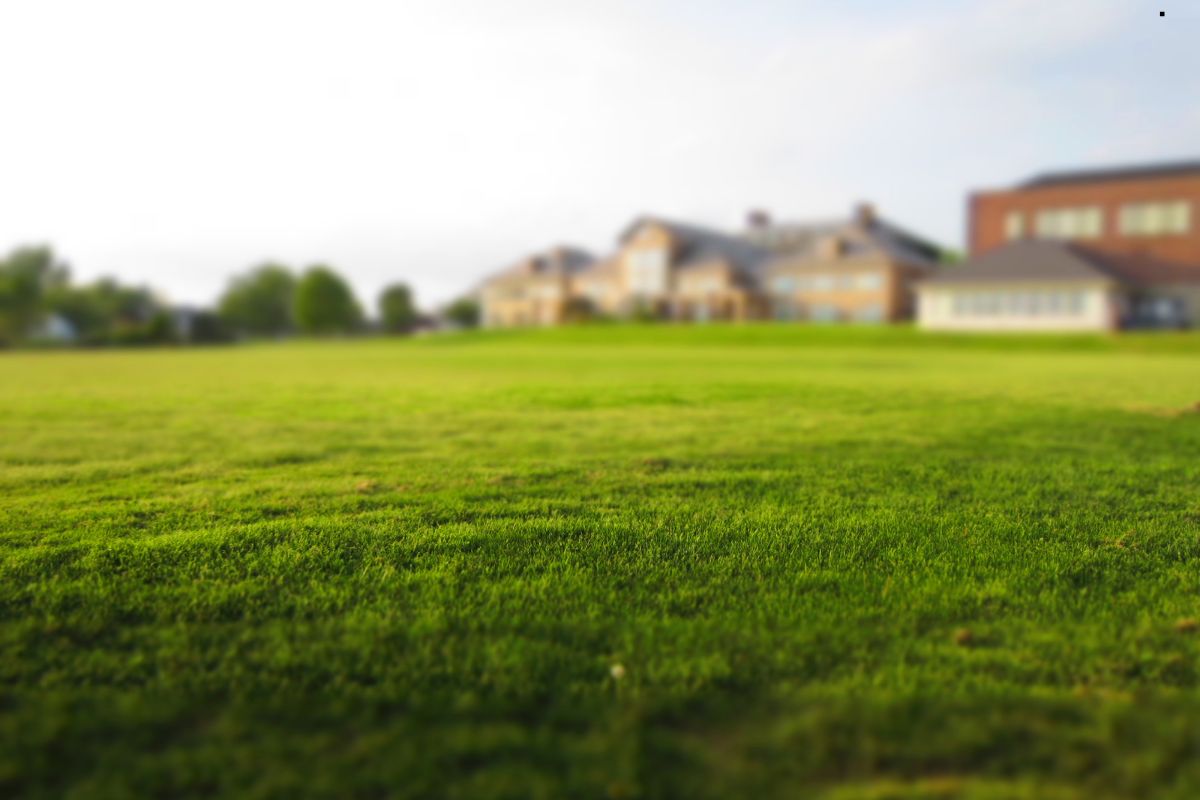 Artificial Grass